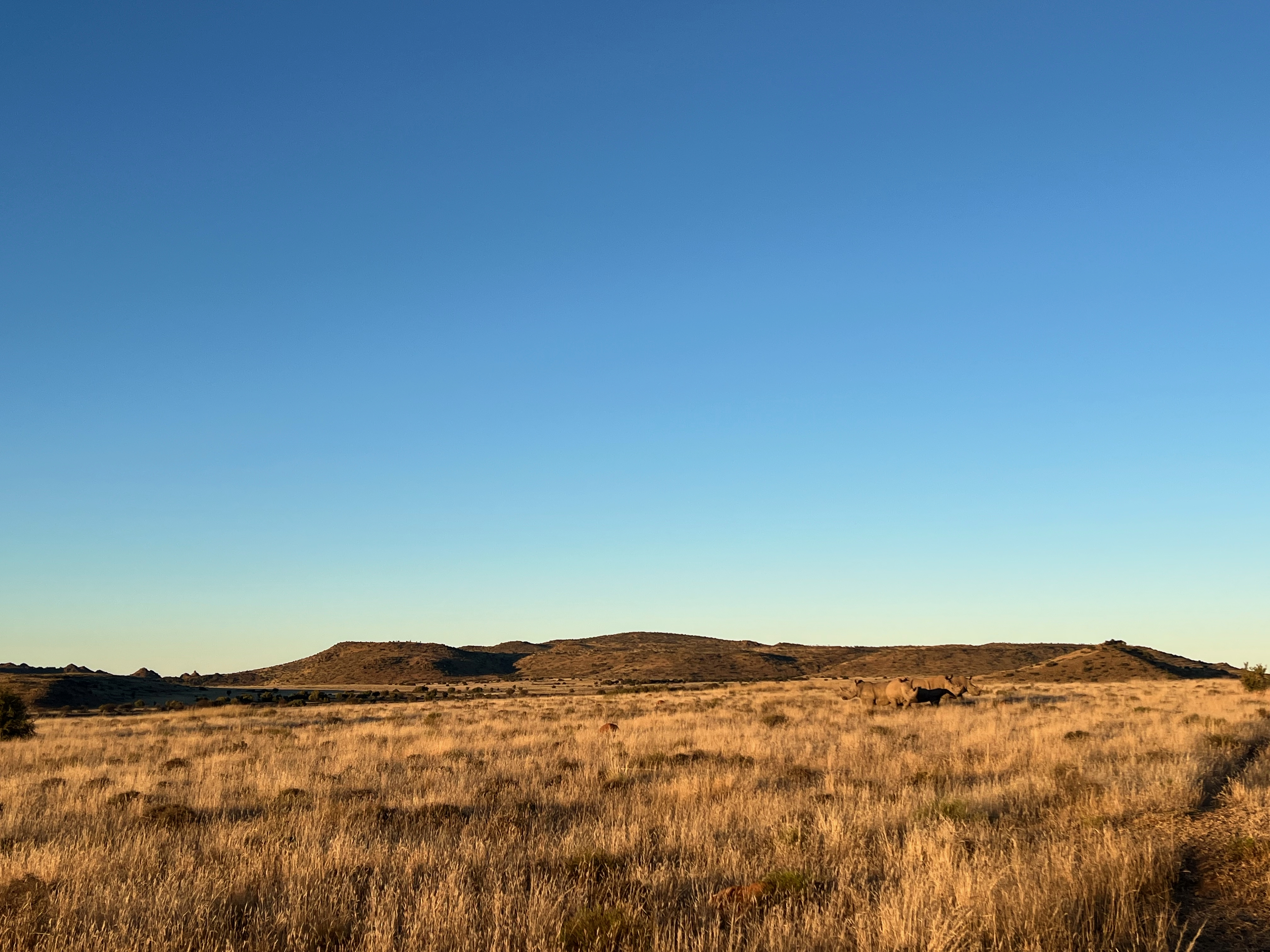 Rhino in the bushveld